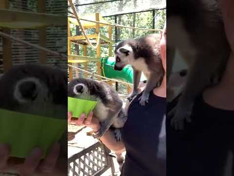 Feeding some lemurs 😍