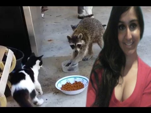 Raccoon Steals Cats Food And Makes A Great Escape - my thoughts