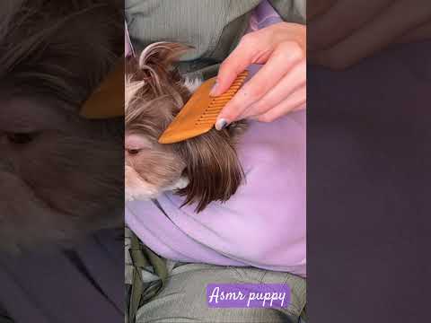 #asmr #asmrvideos #relax #relaxing #tingles #satisfying #tingles #sleep #dog #dogs #puppy #puppylove