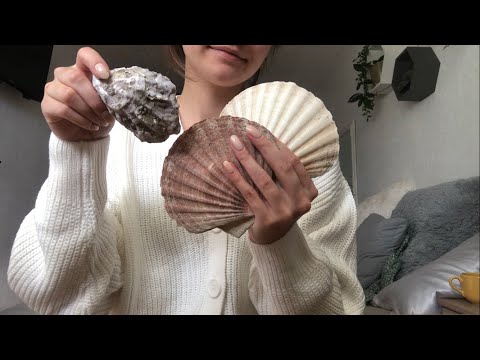 ASMR | Seashell Sounds🐚