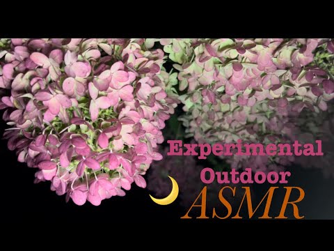 ASMR | experimental outdoor [no talking] (leaf crushing, wood tapping, distant traffic)