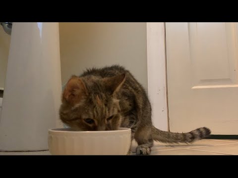ASMR// My cat Jasmine Eating her breakfast// eating sounds//