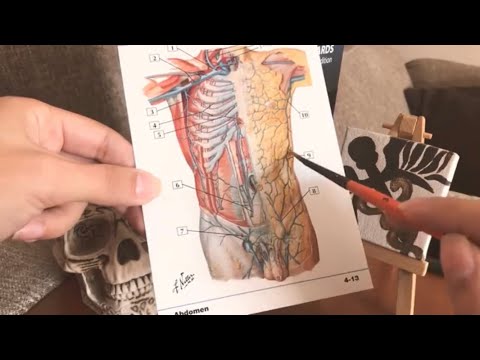 LoFi ASMR Español [Minimicrofonito]: Tarjetas de Anatomía - Abdomen Parte 3 [Paintbrush Tracing]