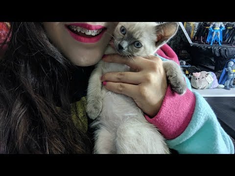 ASMR Cat Petting - I Got a Siamese Kitten For Valentine's Day 🌜💗