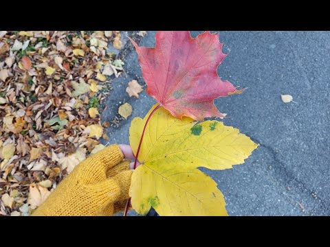 ASMR Autumn Walk with me! 🍂🍁 Leaves Crushing & Beautiful Landscapes
