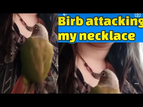 My birb HATES my necklace