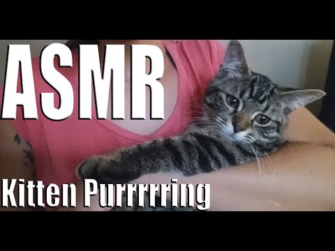 {ASMR} cat purring