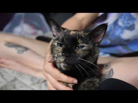 The Perfect ASMR Kitty! (Binaural Purring & Scratching)