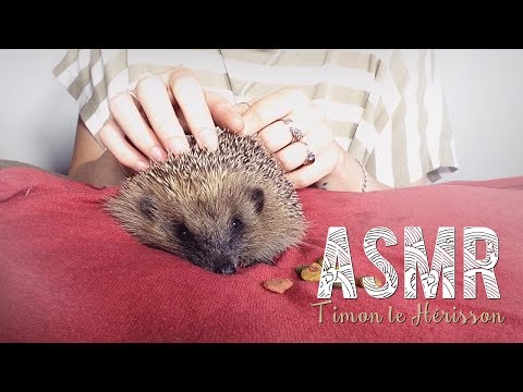 ASMR Français ~ Timon le petit Hérisson  / the little Hedgehog - whispering