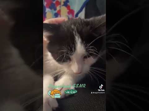 #kitten purrs and #pets #asmr