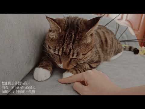 692 Cat purring 猫呼噜