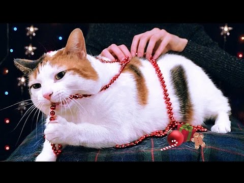 ASMR Cat Purring & Playing 🎅🏻 Christmas Edition 🎄