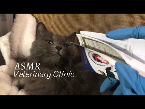 АСМР ветеринарная клиника 🐈⚕️осмотрю вашего котика! ☺️💗 rubber gloves, massage, combing Шёпот