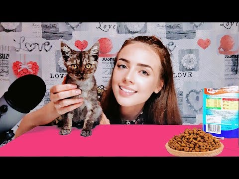ASMR | STRAY KITTEN 🐱 THE CUTEST VIDEO EVER #cats