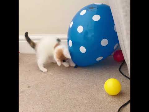 TINY KITTEN PLAYING WITH BALLOONS