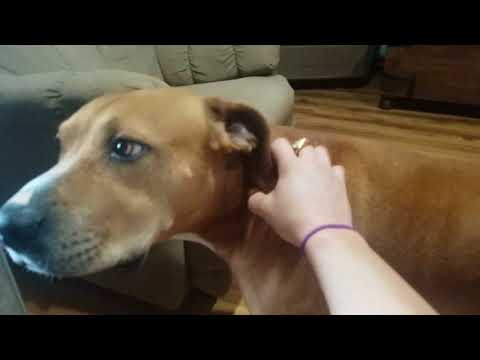 ASMR♡ PETTING/SCRATCHING DOGS.