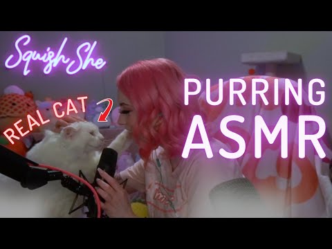 ASMR Cat Purring Compliation