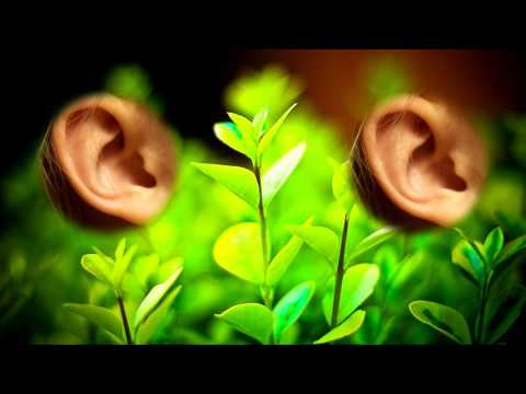(3D binaural recording) ASMR Fake plants close to your ears