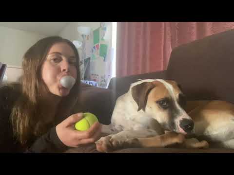 Blowing bubble gum and seeing my rescue dog reaction | asmr u r star