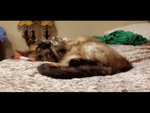 Relaxing Cat Purring (Loud & Soft)
