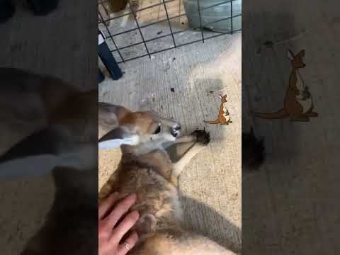 Petting a baby kangaroo 🦘