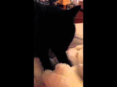 My Cat Making Biscuits | Cat ASMR?