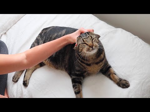 ASMR for my cat lovers - kitty massage and satisfying deshedding tool (whisper)