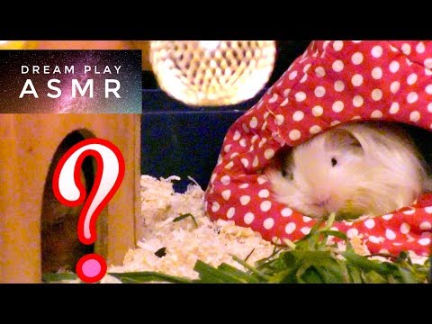 ★ASMR [german]★ ALL my guinea pigs, relaxing pet eating sounds & whispering | Dream Play ASMR