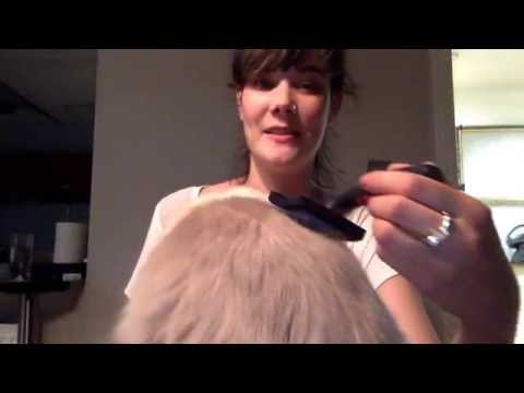 ASMR cat brushing (whispered)