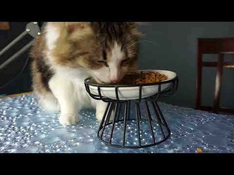 [ASMR] Felix Munching Cat Kibbles