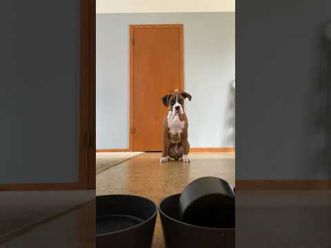 Day in the life of Bruno a boxer puppy
