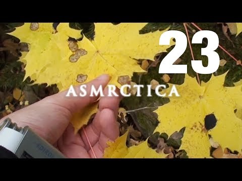 ASMR One Hour Treexploring - Autumn Woods, Sounds of leaves, Soft Spoken