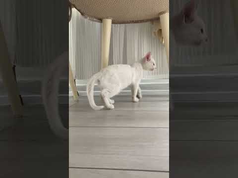 #cat #catvideos #catsofyoutube