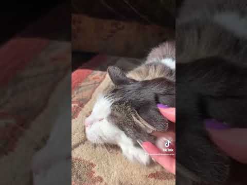 #SHORTS | Cute Cat Loves Being Scratched 🐈