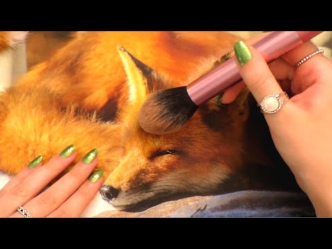 ASMR triggers on animals 🦊 (brushing, stroking, touching) to help you relax