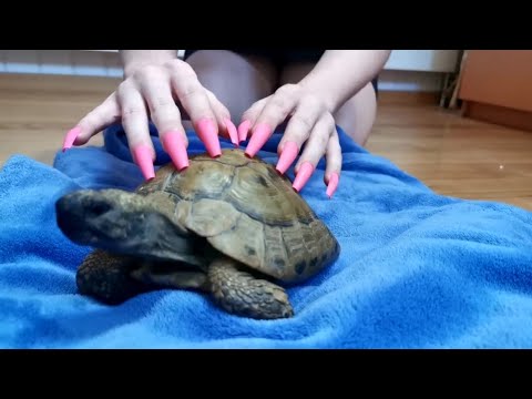 tapping and eating Show turtle ASMR