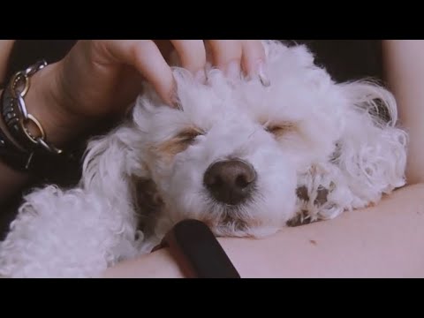 ASMR relaxing Dog massage (no talking)