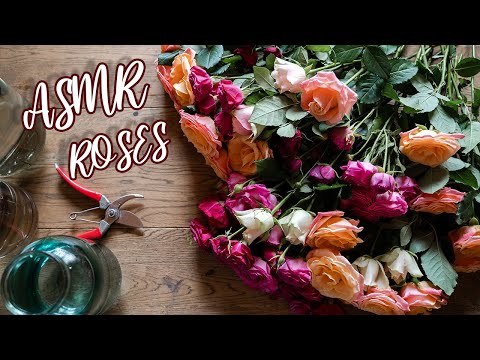 [ASMR] 🌹LOTS OF ROSES🌹 Sorting And Pruning, Whispering To Your Ears