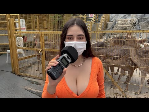 ASMR fast,(in the Zoo) Tapping,scrathing + mouth sound's 🦝