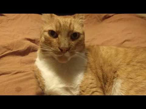 My Cat's Reaction to a CAR CRASH Sound in the background as we are trying to make asmr