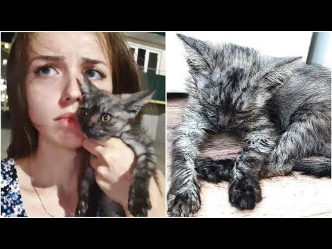 I HELP THE BURNED KITTEN | THE CAT SUFFERED SERIOUS BURNS TO HER BODY | cat asking for help
