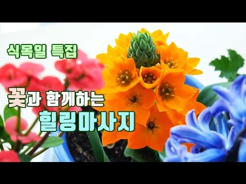 [ASMR] 日本語字幕 / 식목일 특집 / Massage with flowers