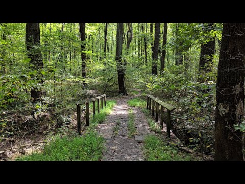 ASMR Hiking Lush Fall Hike Crunchy Dirt Footstep Triggers