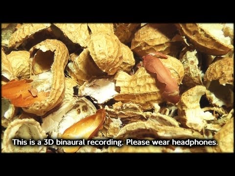 81. 3D Peanut Husks (Binaural - Wear Headphones) - SOUNDsculptures (ASMR)