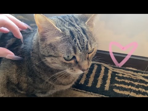 ASMR | My Cat Is Made Of Plastic 🙀 Textured Tapping, Scratching, etc