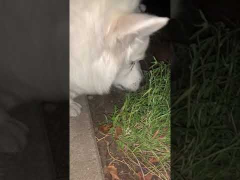 Dog Eating Grass ASMR chewing sounds