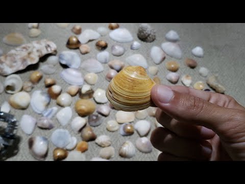 ASMR mostrando minha "coleção" de conchas