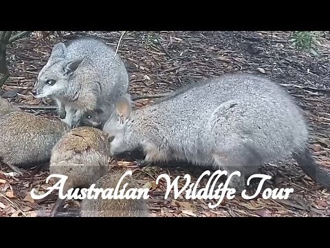 ASMR Australian Wildlife Tour Role Play (featuring kangaroos!)   ☀365 Days of ASMR☀