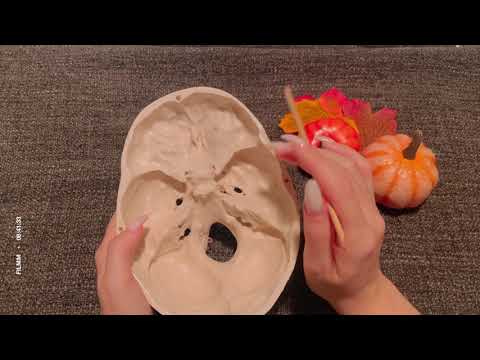 Asmr | Skull Tracing | Study Anatomie With Me