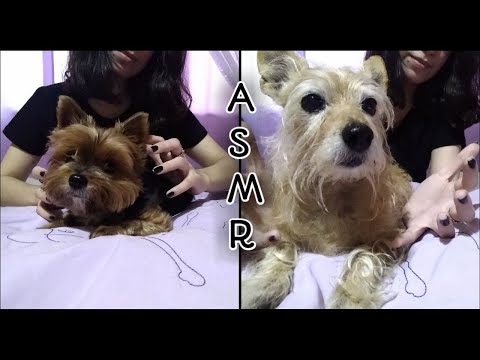 ASMR - Minhas cachorras são de plástico e vidro